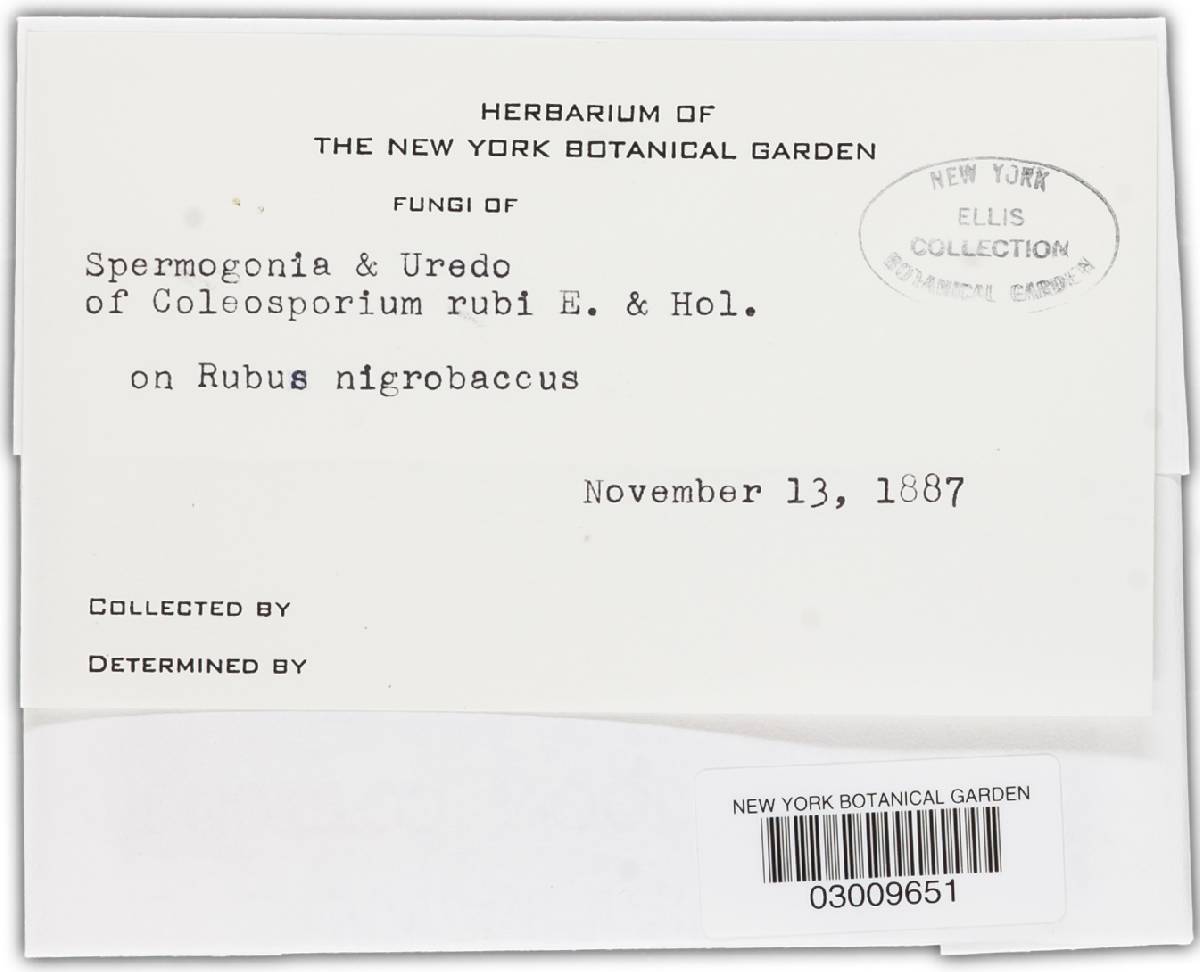Kuehneola image
