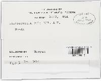 Kuehneola uredinis image