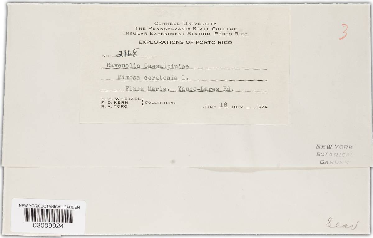 Lipocystis caesalpiniae image