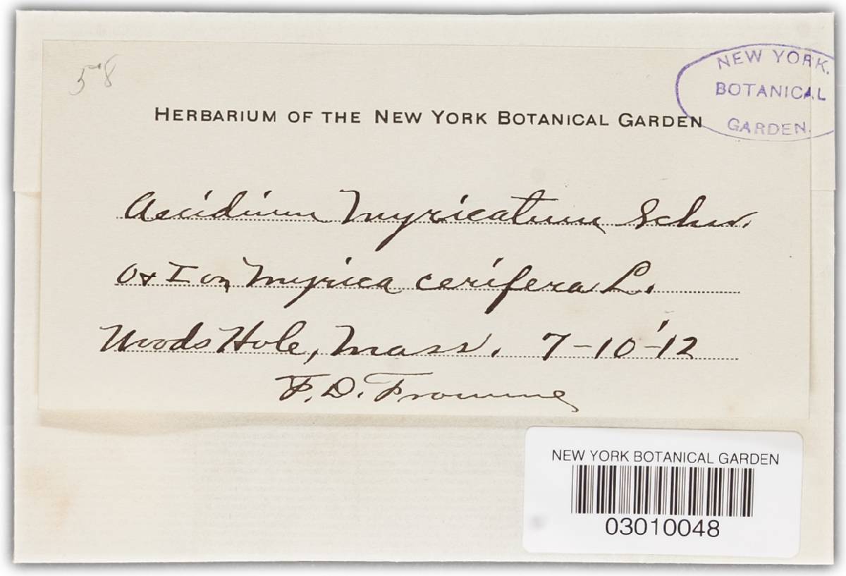 Gymnosporangium ellisii image