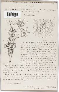 Gymnosporangium cornutum image