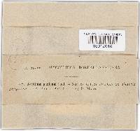 Aecidium punicum image
