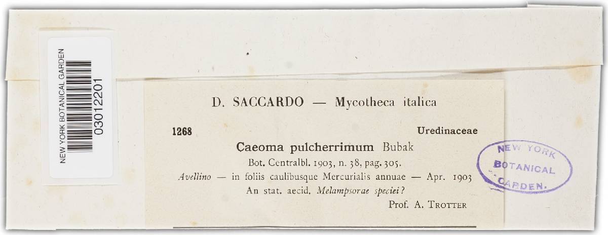 Caeoma pulcherrimum image