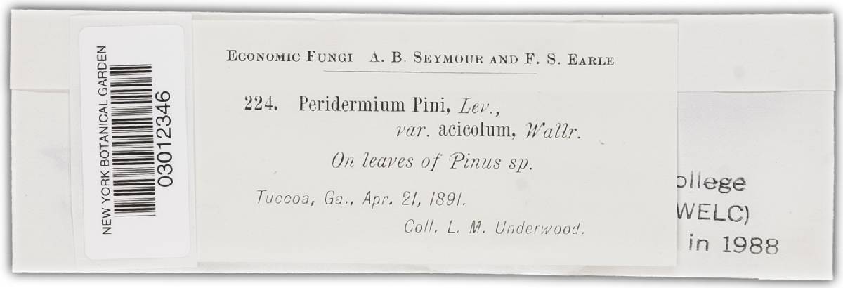 Peridermium pini var. acicola image