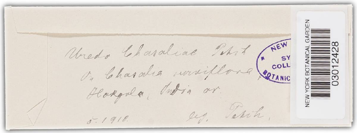 Uredo chasaliae image