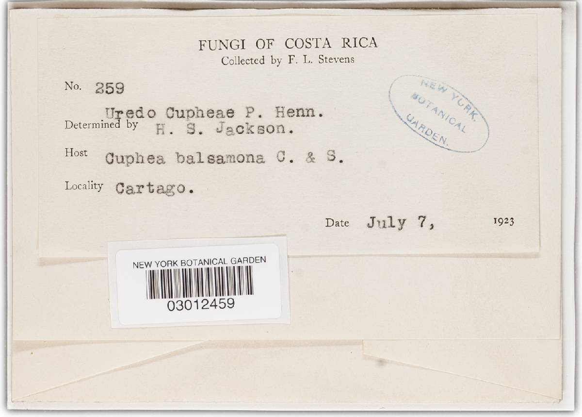 Milesia cupheae image