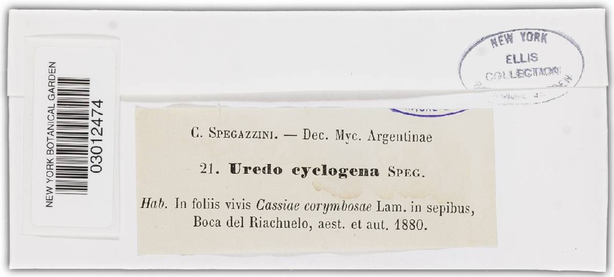 Uredo cyclogena image