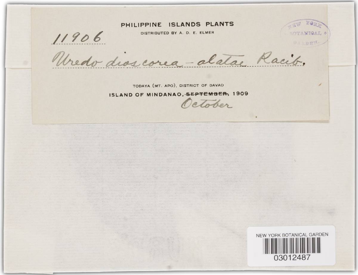 Uredo dioscoreae-alatae image