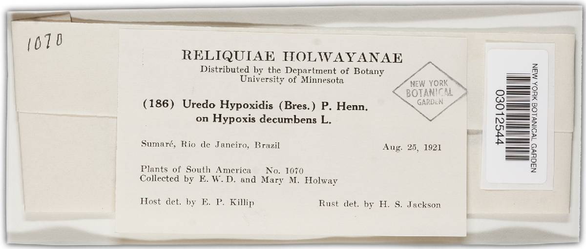 Uredo hypoxidis image