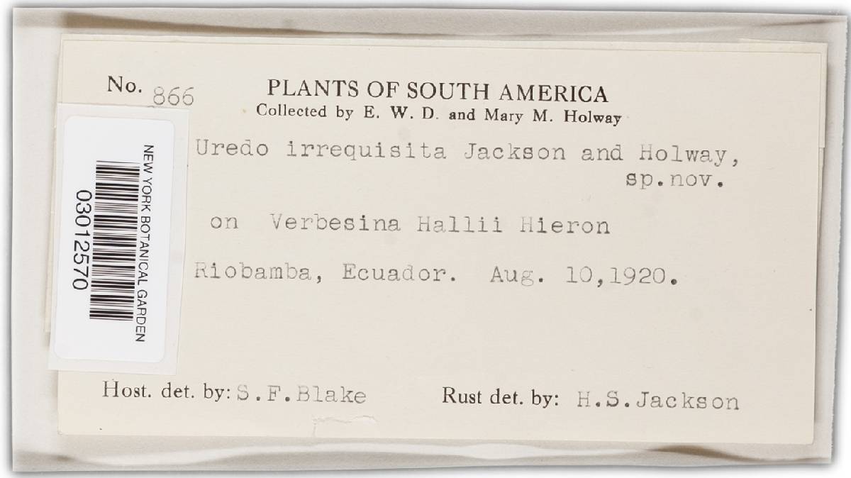 Uredo irrequisita image