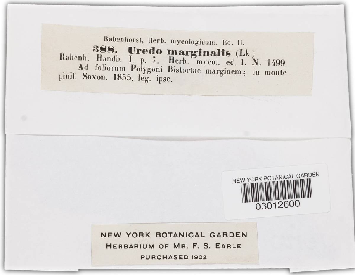 Uredo marginalis image