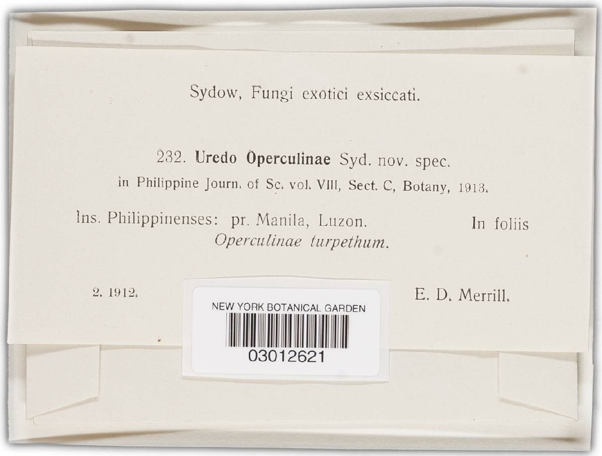 Uredo operculinae image