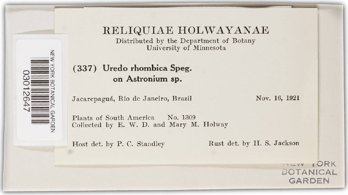 Uredo rhombica image