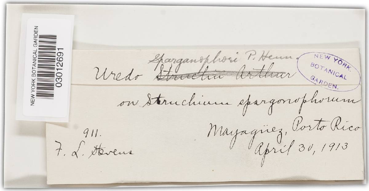 Uredo sparganophori image