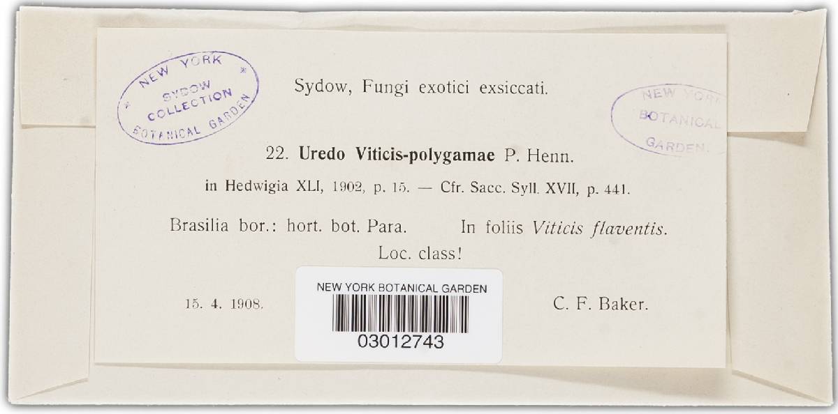 Uredo viticis image