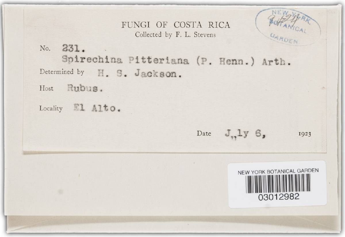 Gerwasia pittieriana image
