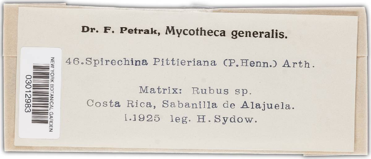 Gerwasia pittieriana image