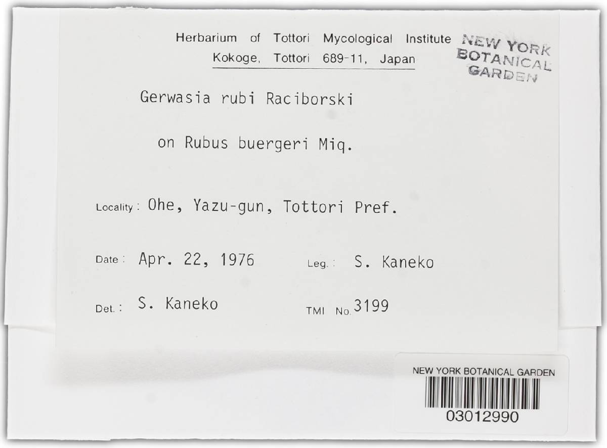 Gerwasia rubi image