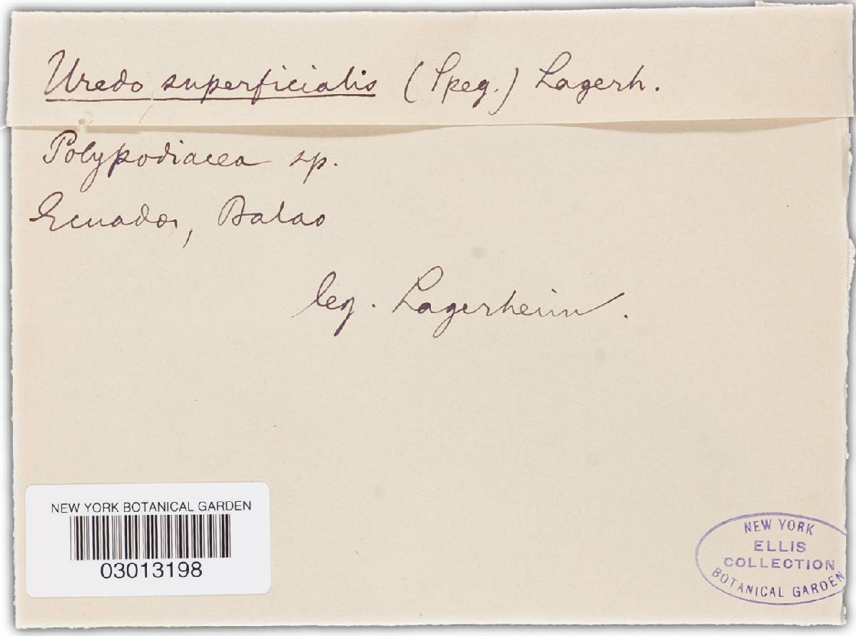 Desmella superficialis image