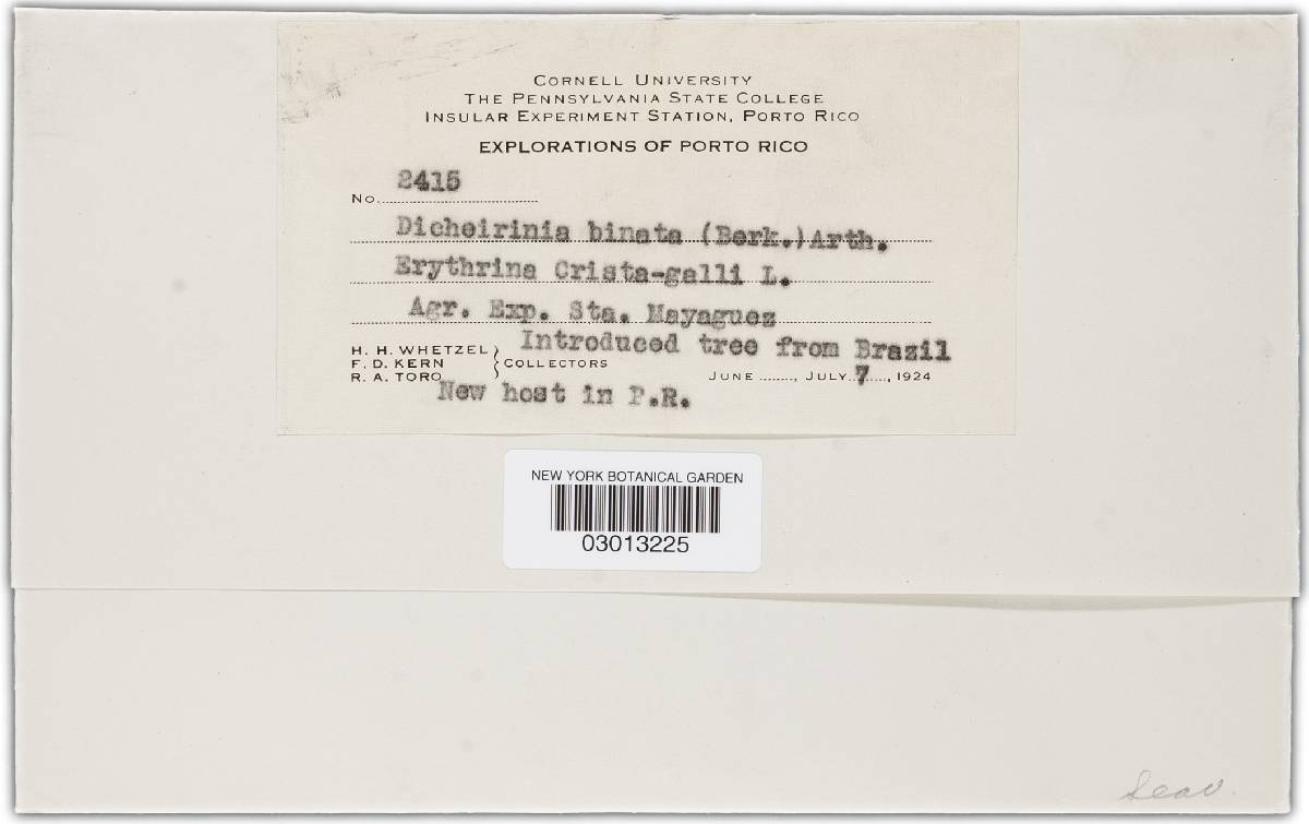 Dicheirinia binata image