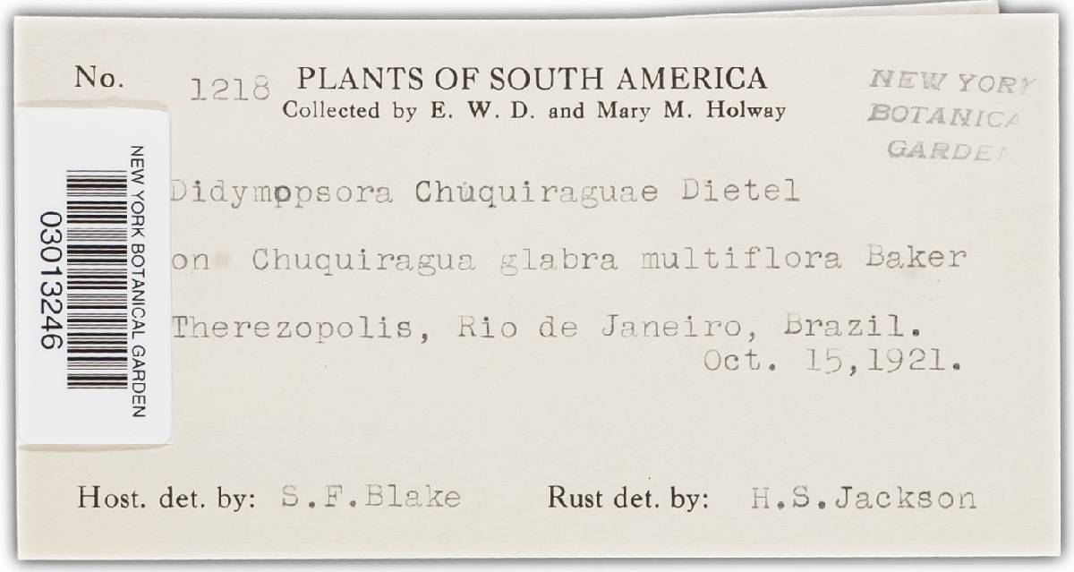 Didymopsora chuquiraguae image