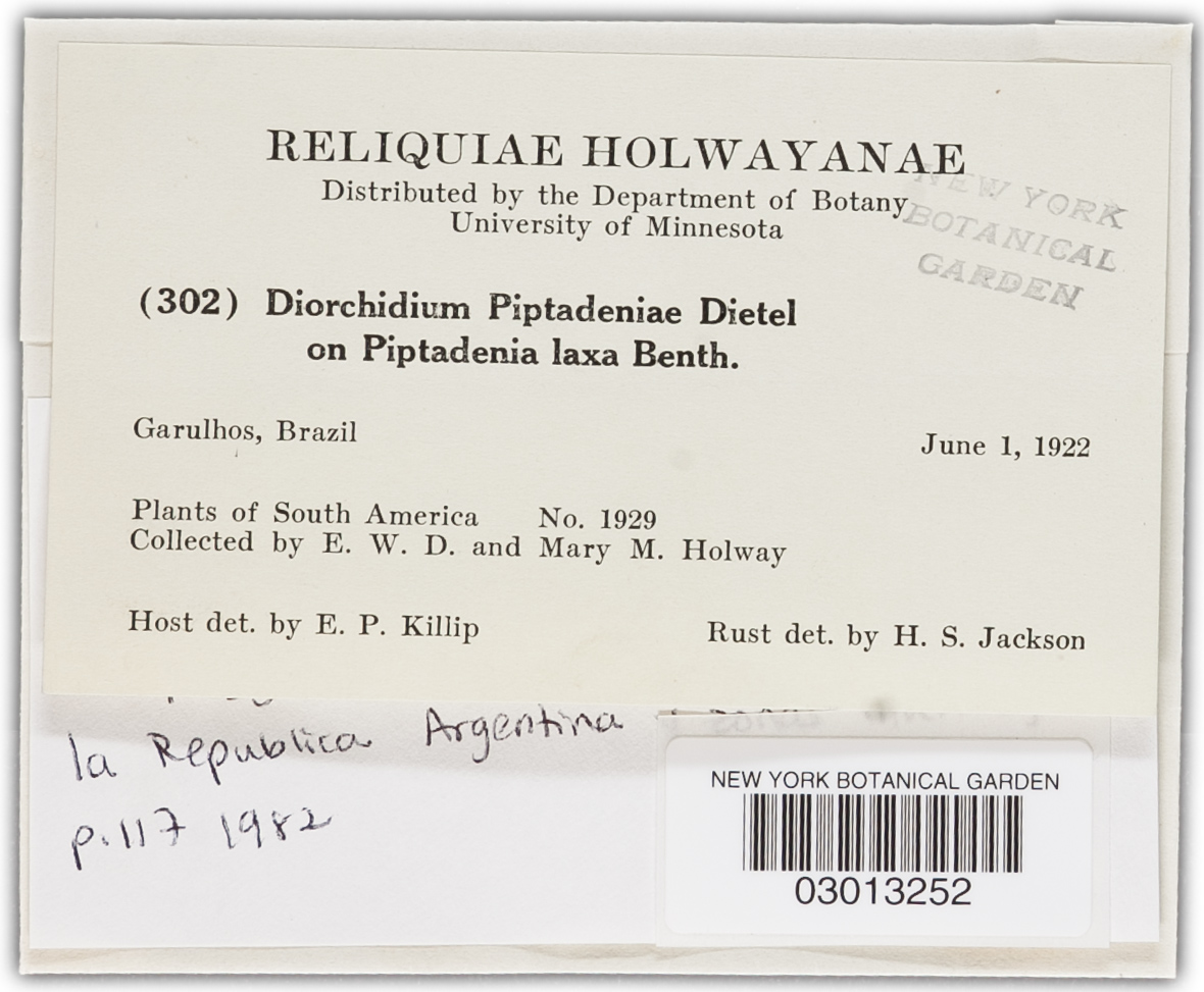 Diorchidium puiggarii image
