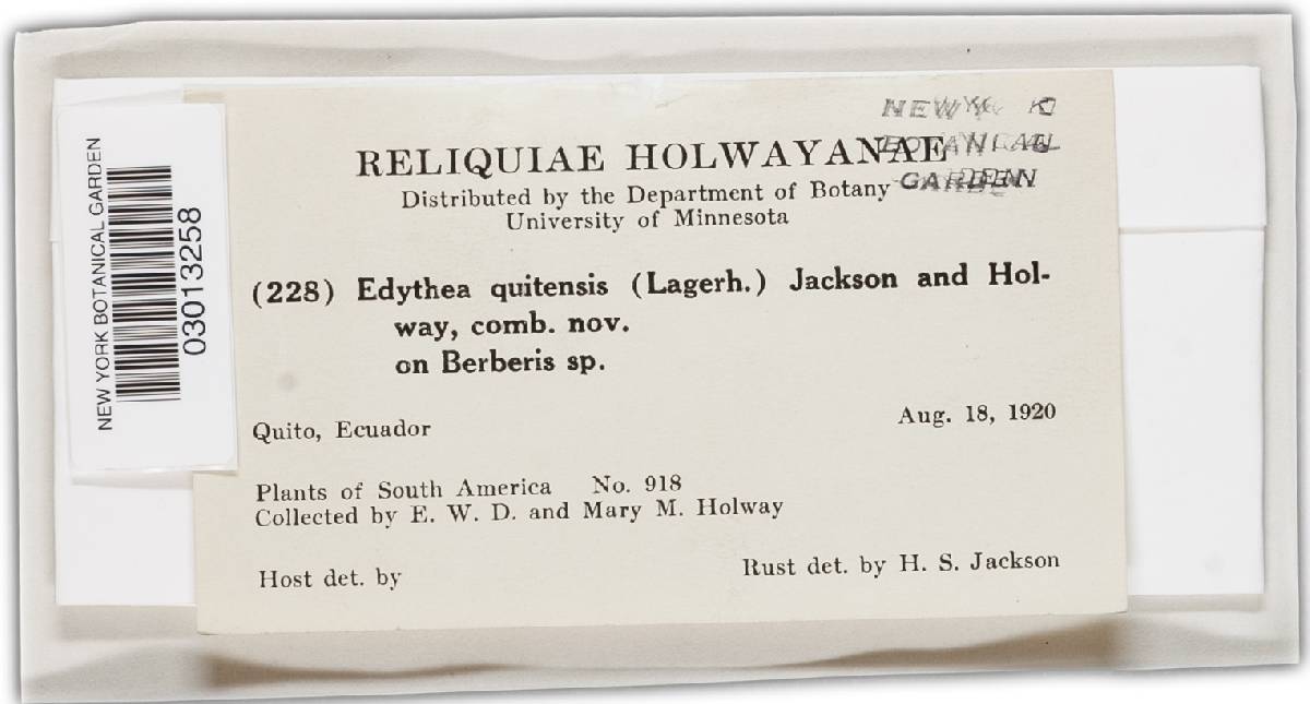 Edythea image