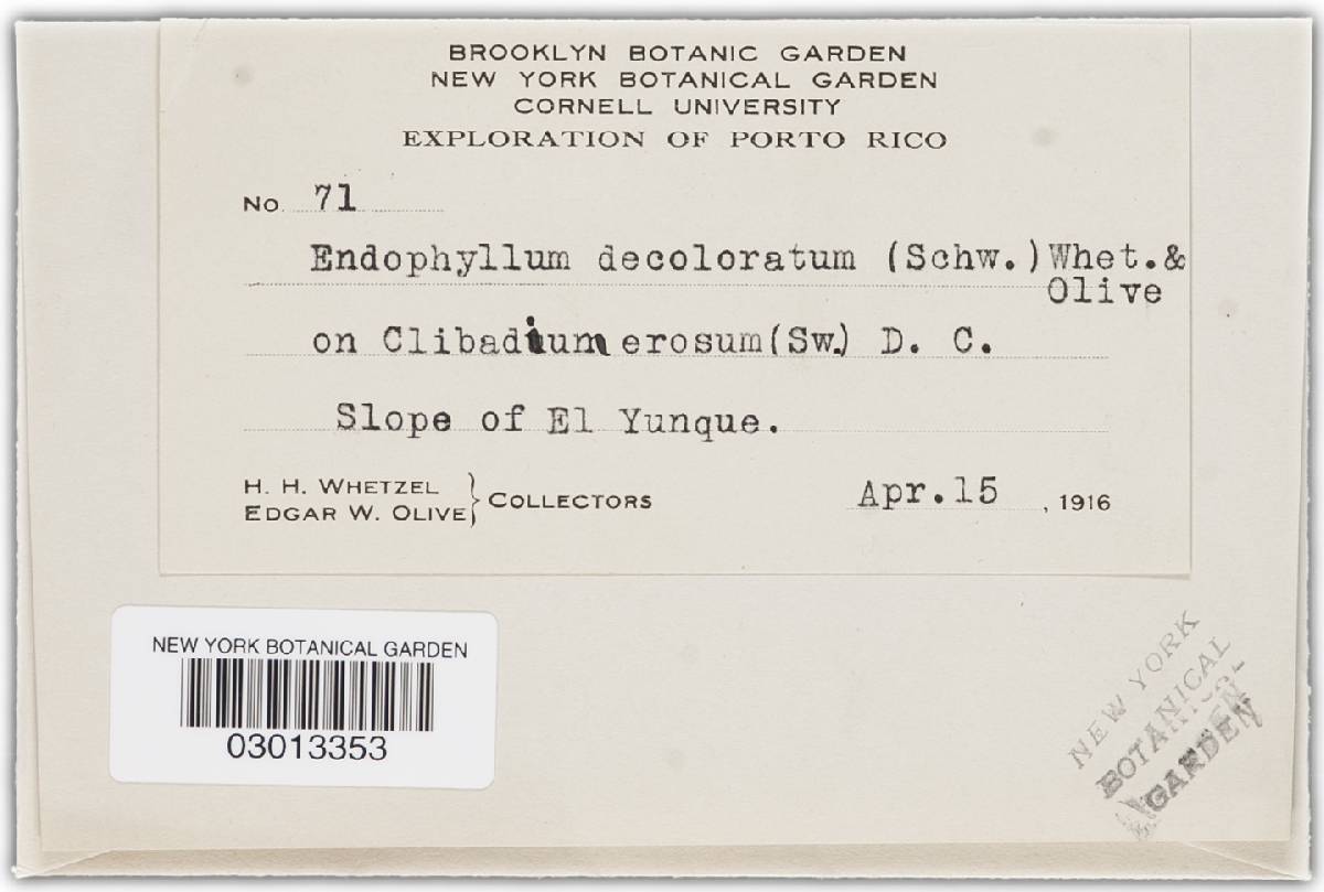 Endophyllum decoloratum image