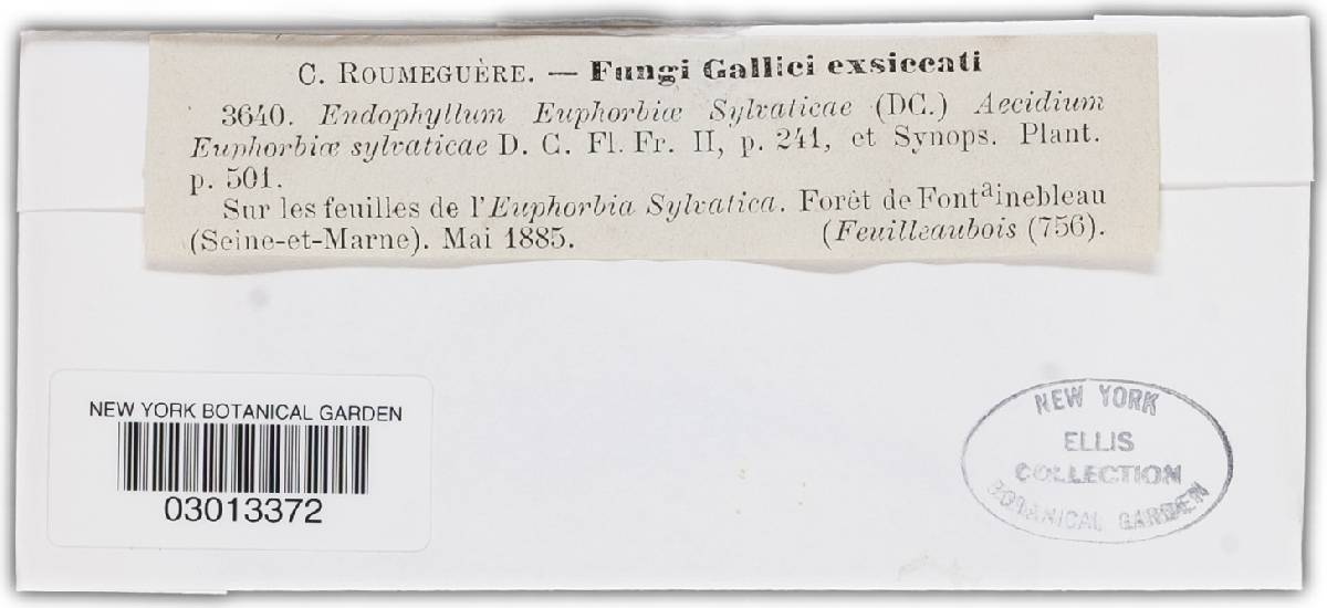Endophyllum euphorbiae-silvaticae image