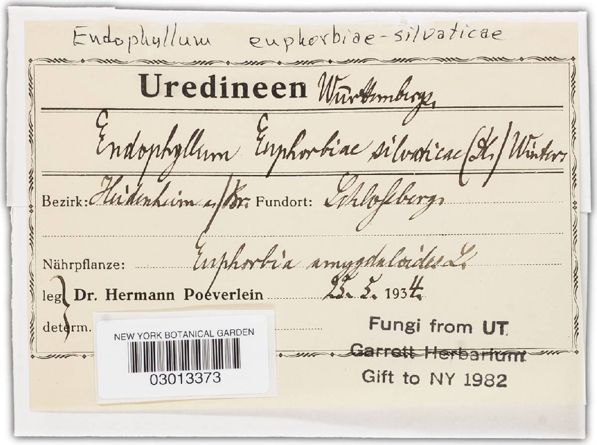 Endophyllum euphorbiae-silvaticae image