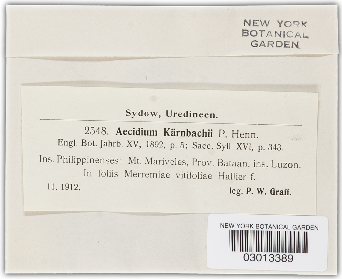Endophyllum kaernbachii image