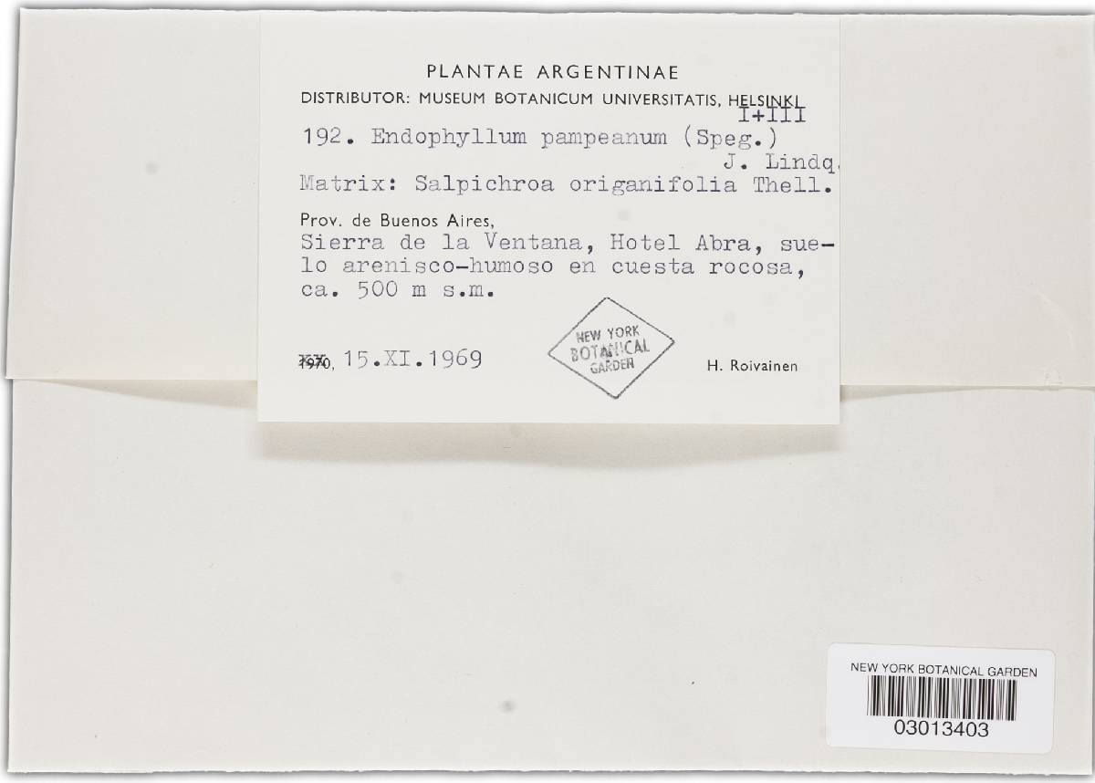Endophyllum pampeanum image