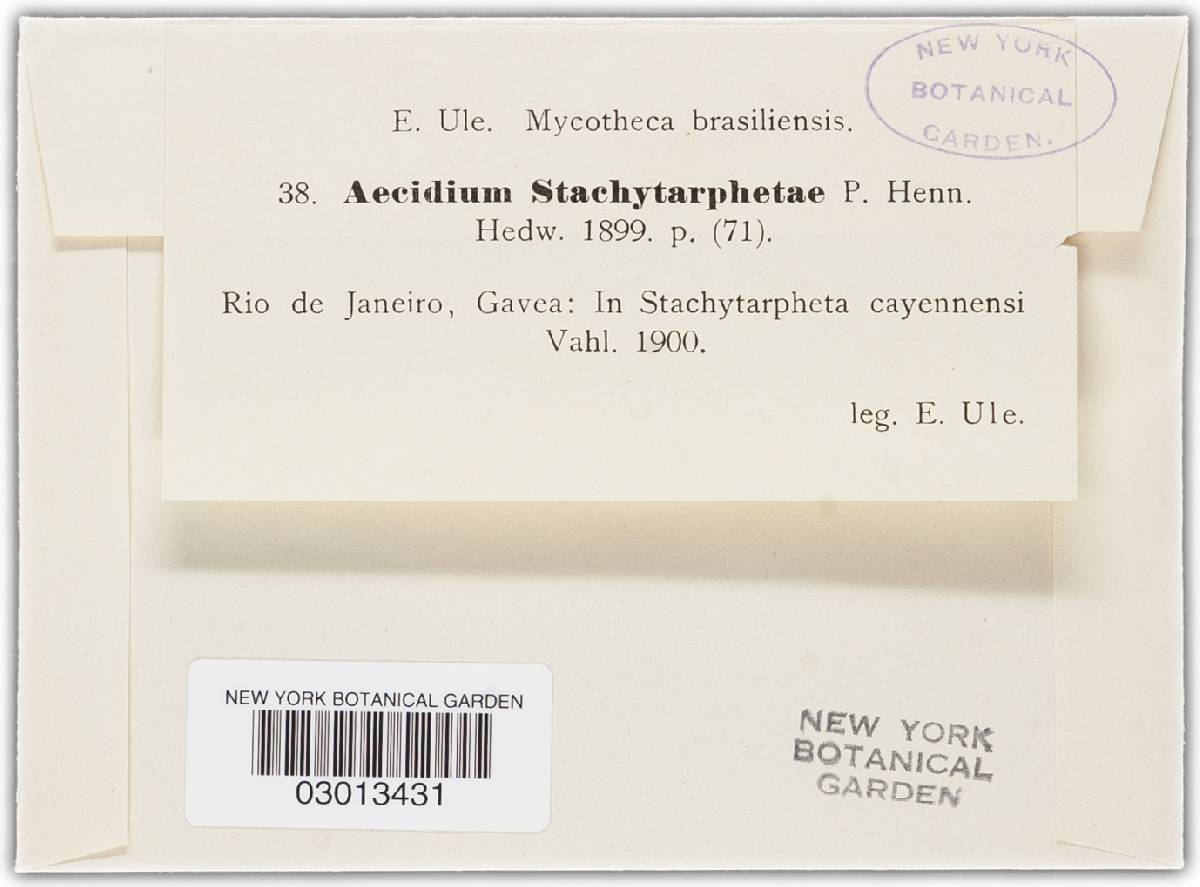 Endophyllum stachytarphetae image