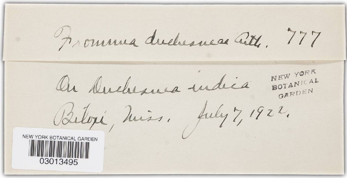 Frommeëlla duchesneae image