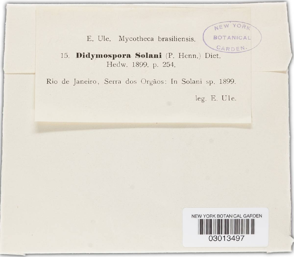 Didymopsora solani image