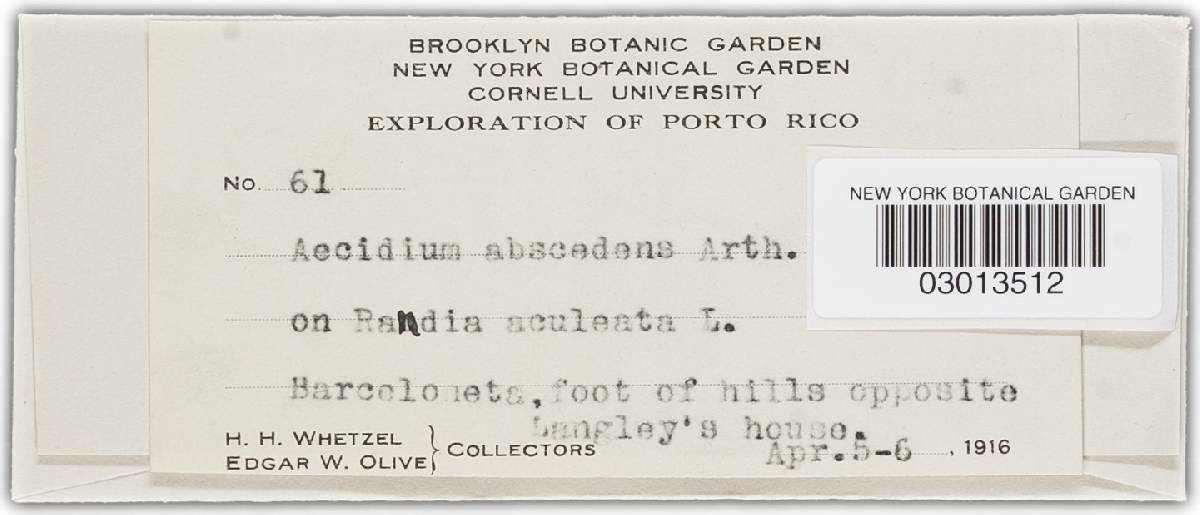 Aecidium abscedens image