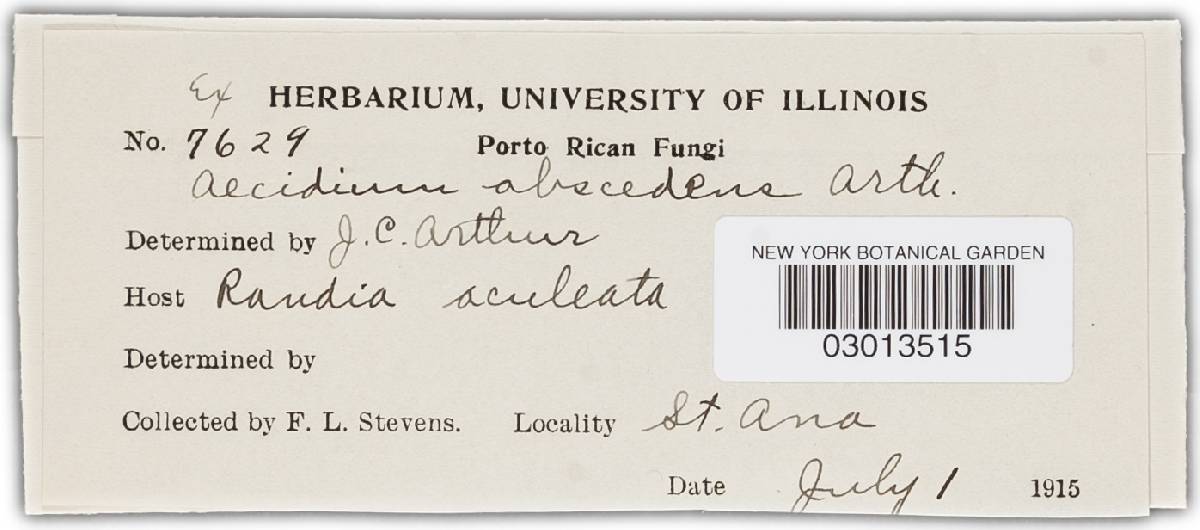 Aecidium abscedens image