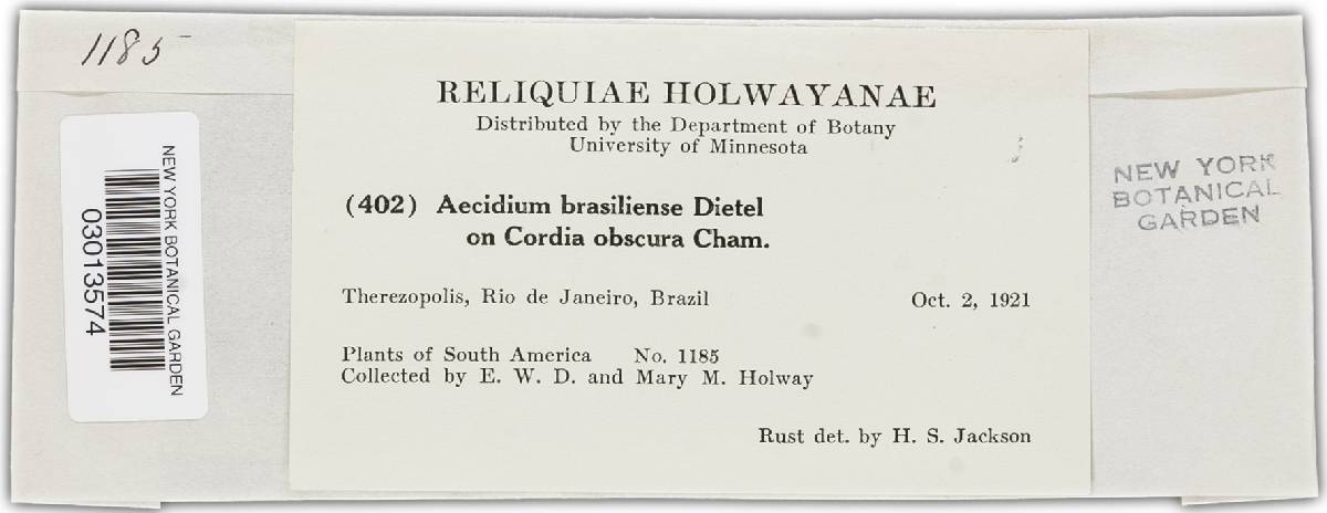 Aecidium brasiliense image
