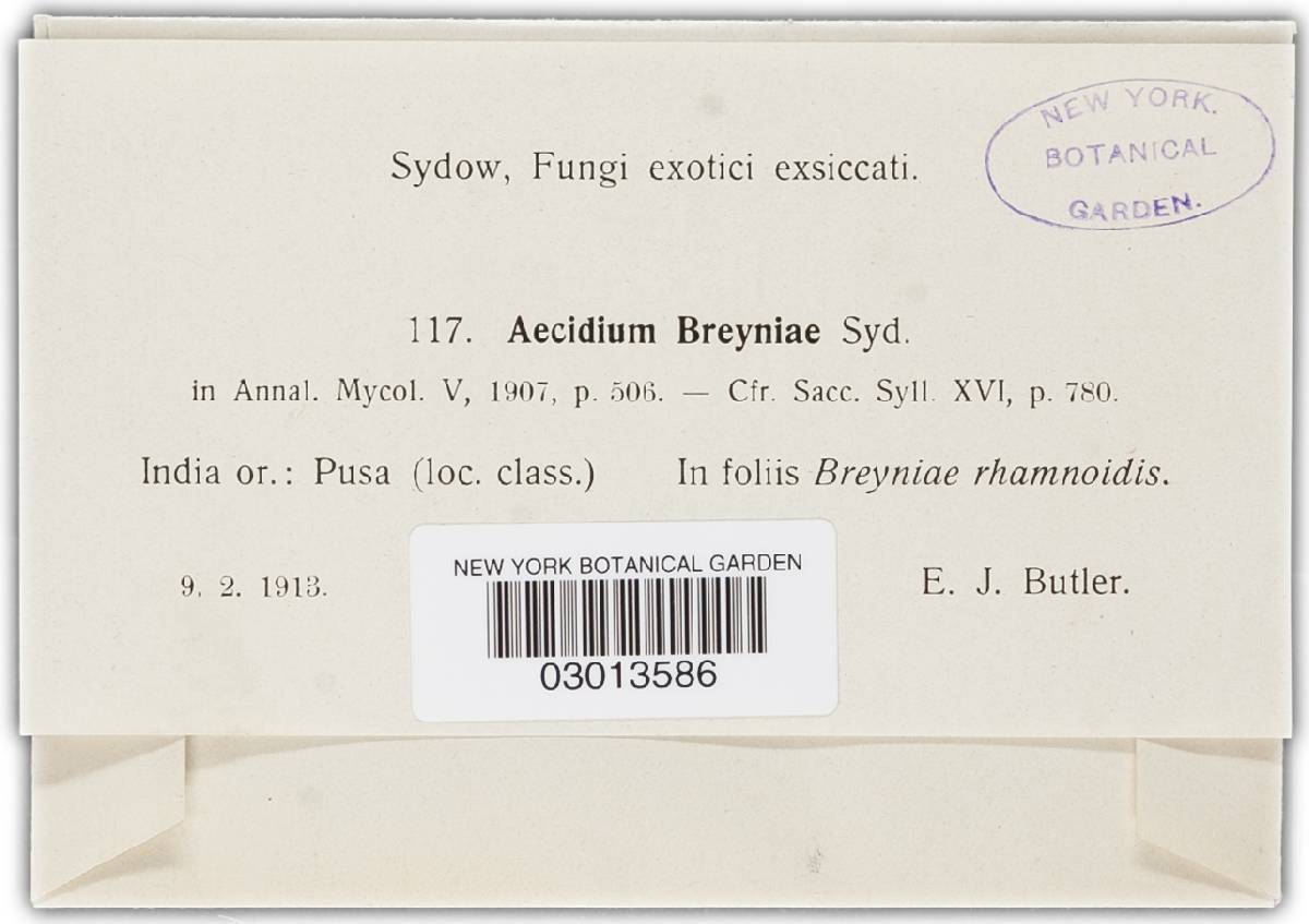 Aecidium breyniae image