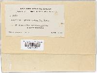 Aecidium byrsonimatis image
