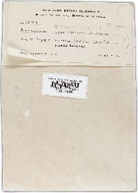 Aecidium byrsonimatis image