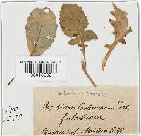 Aecidium centaureae image