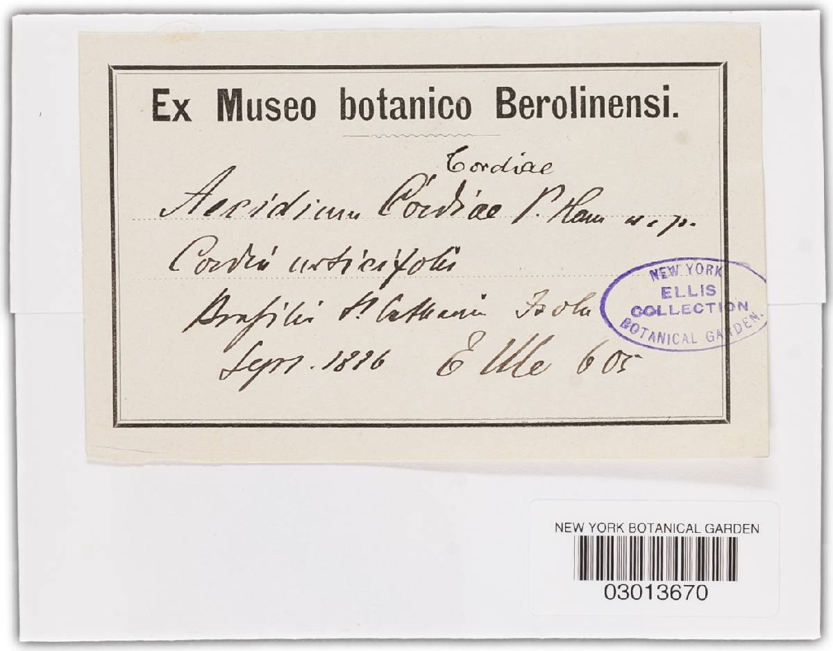 Aecidium cordiae image