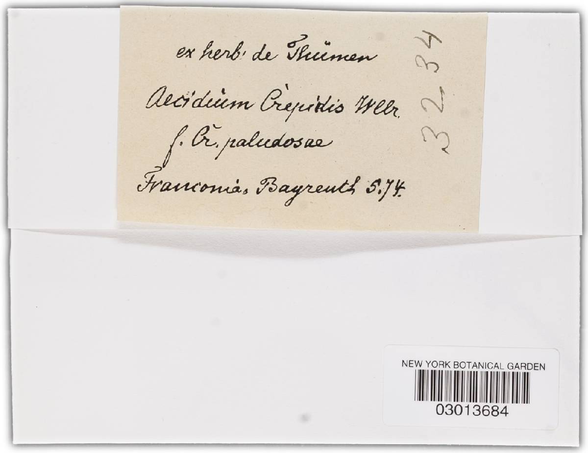 Aecidium crepidis image