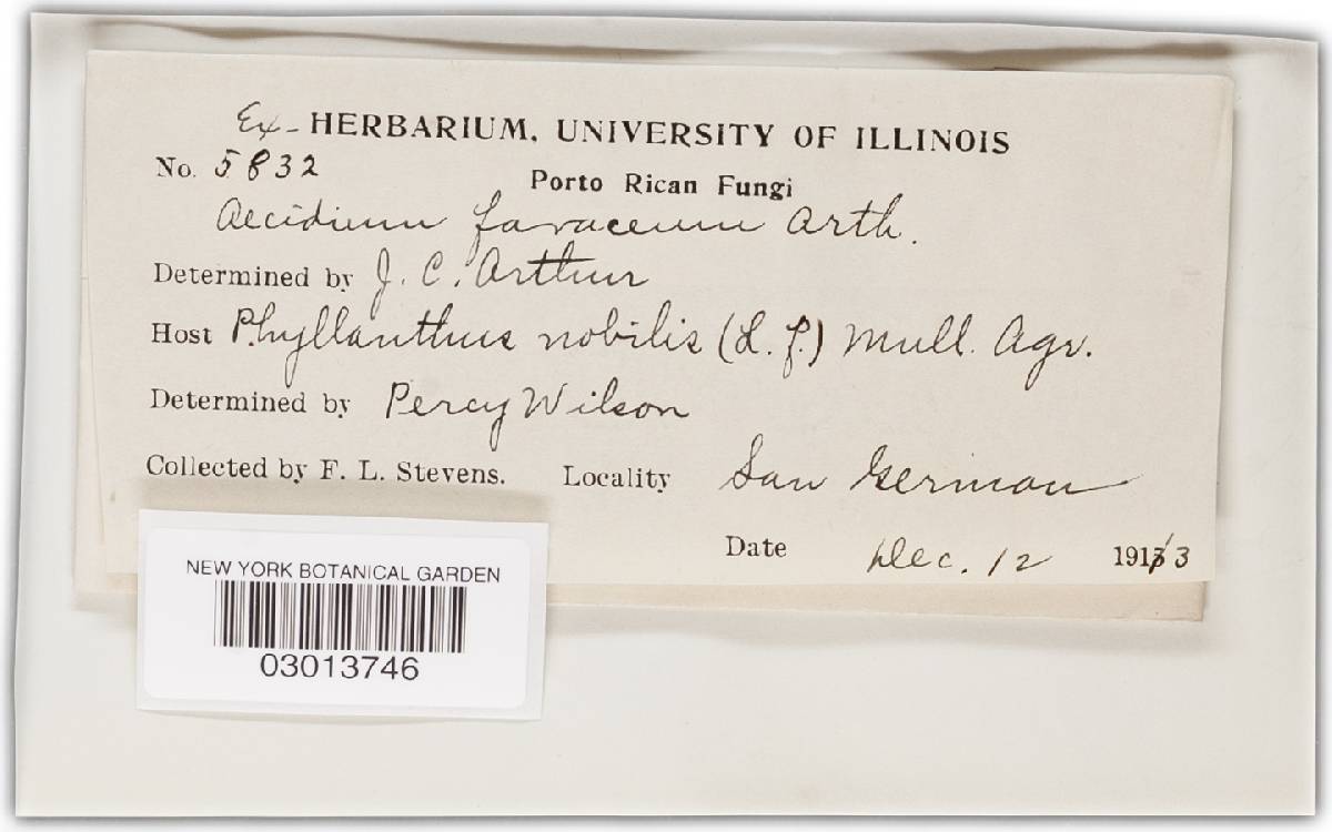 Aecidium favaceum image