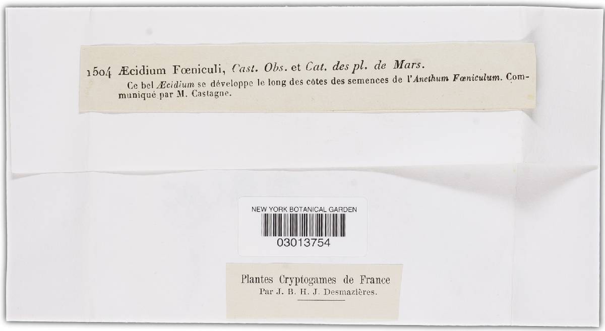 Aecidium foeniculi image