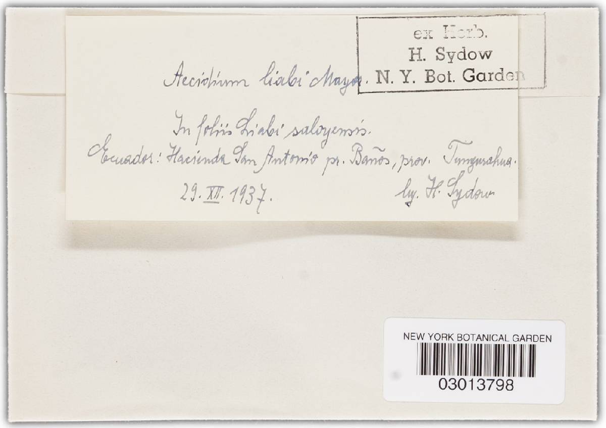 Aecidium liabi image
