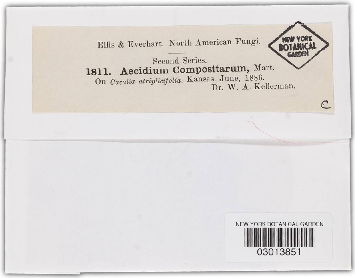 Aecidium mesadeniae image
