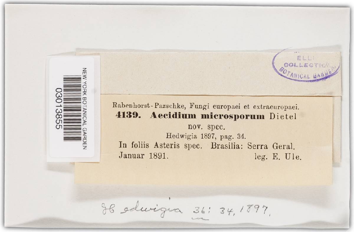 Aecidium microsporum image