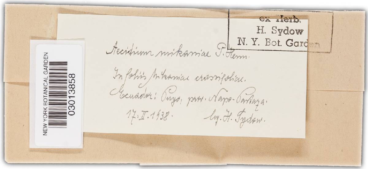 Aecidium mikaniae image